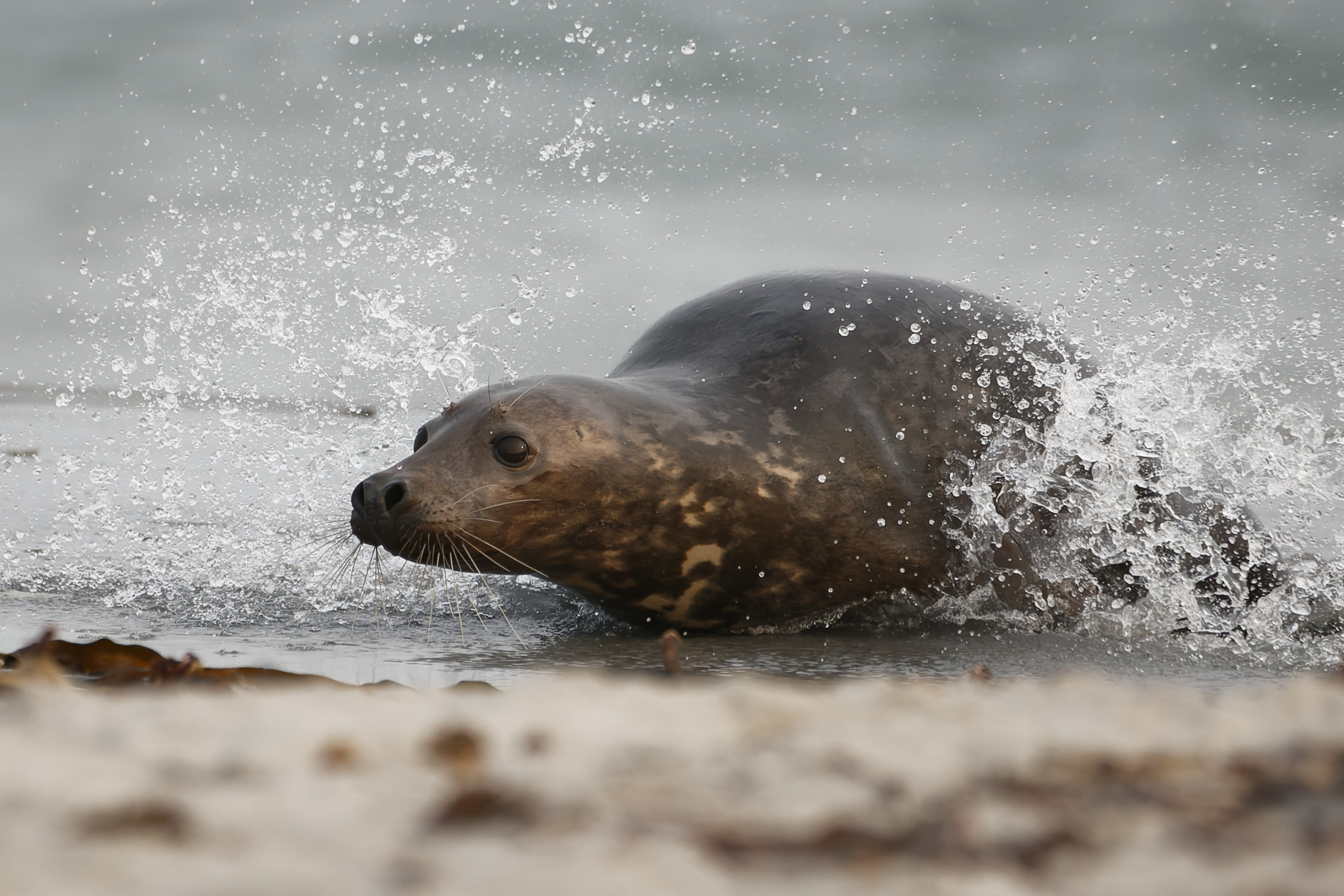 Jugendlicher Kegelrobbenbulle