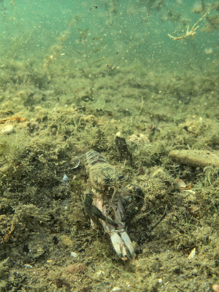 Flußkrebspaarung bei reduzierter Sicht