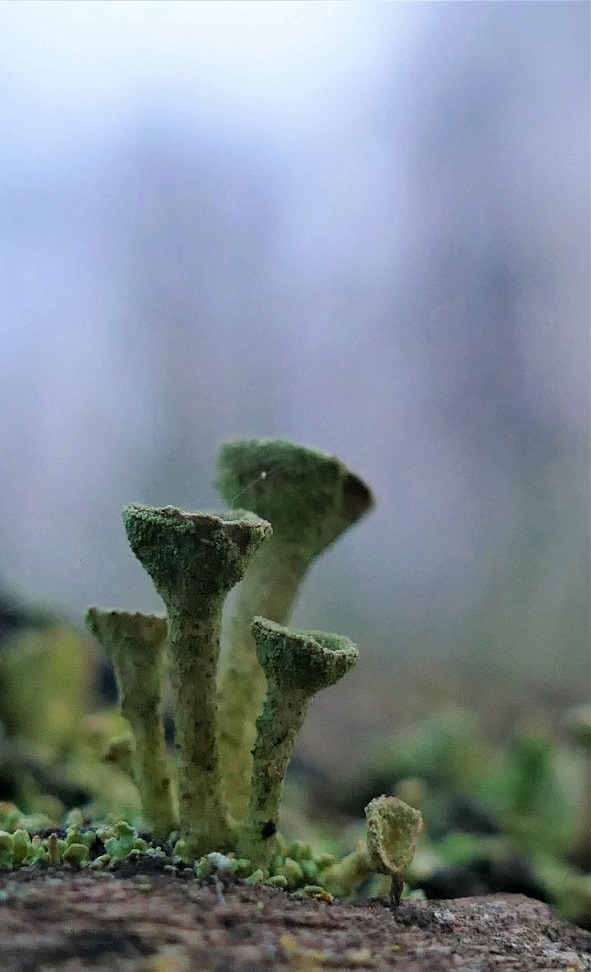 Cladonia
