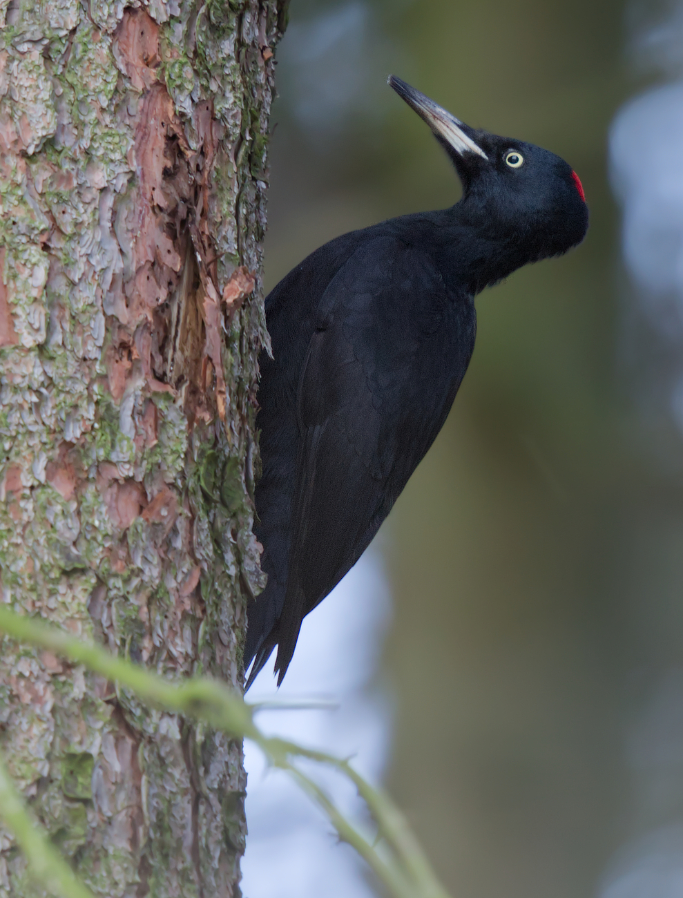 Nach mehr als 13 Monaten
