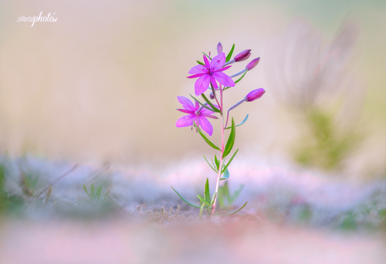 Erinnerung an einen Sommer