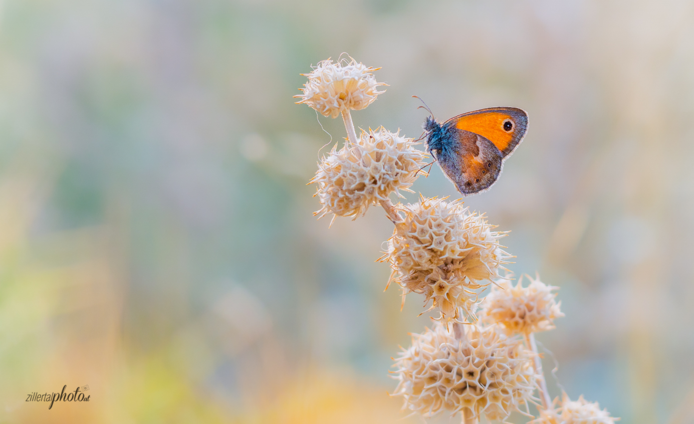 Trockenwiese in der frühen Morgensonne