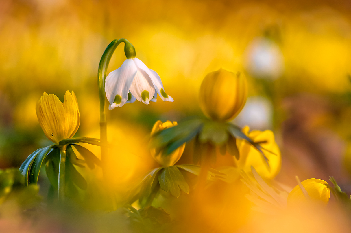 Märzenbecher im gelben Meer