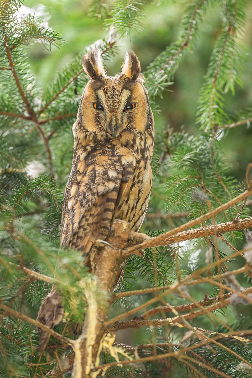 Waldohreule im Nadelbaum