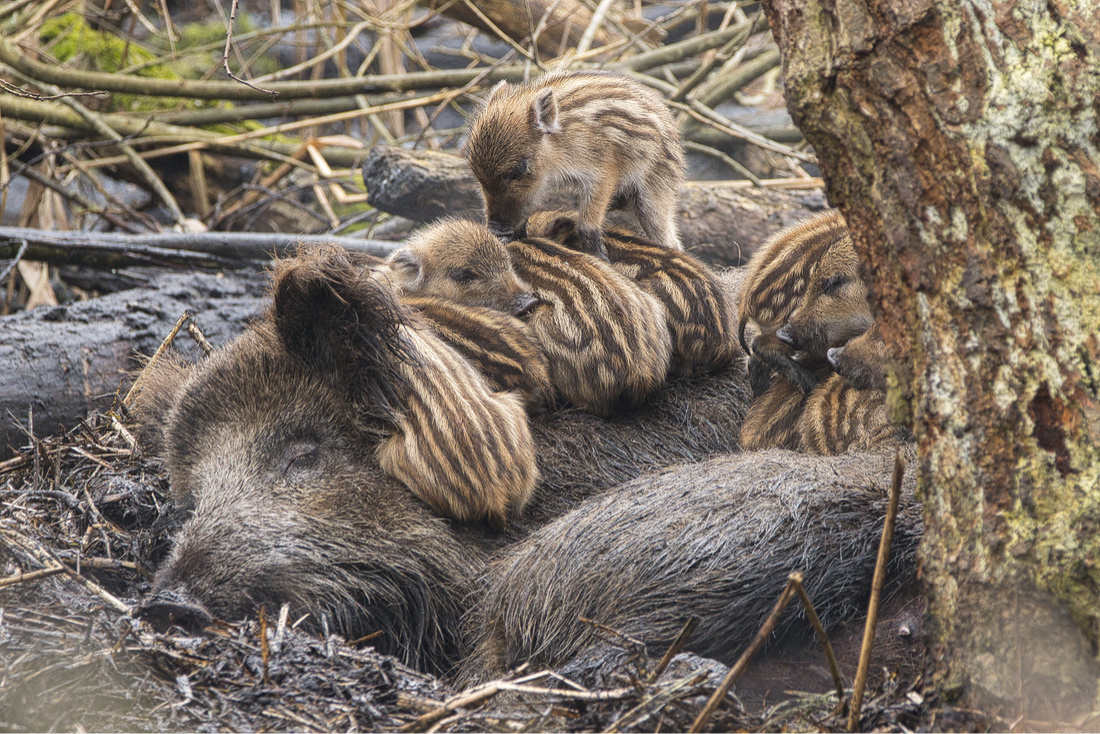 Einblick in die Kinderstube II.