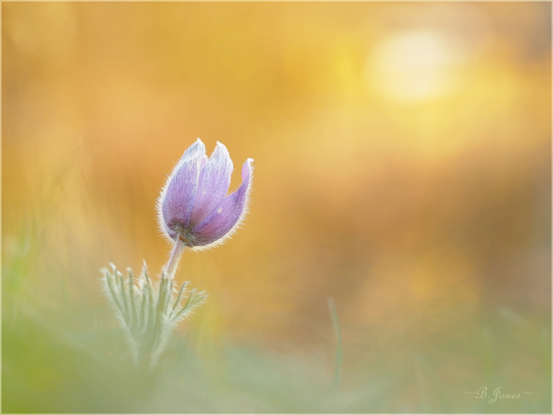 ein herrlicher Nachmittag
