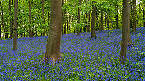 Scilla non-scripta (Atlantisches Hasenglöckchen), diesmal im Querformat