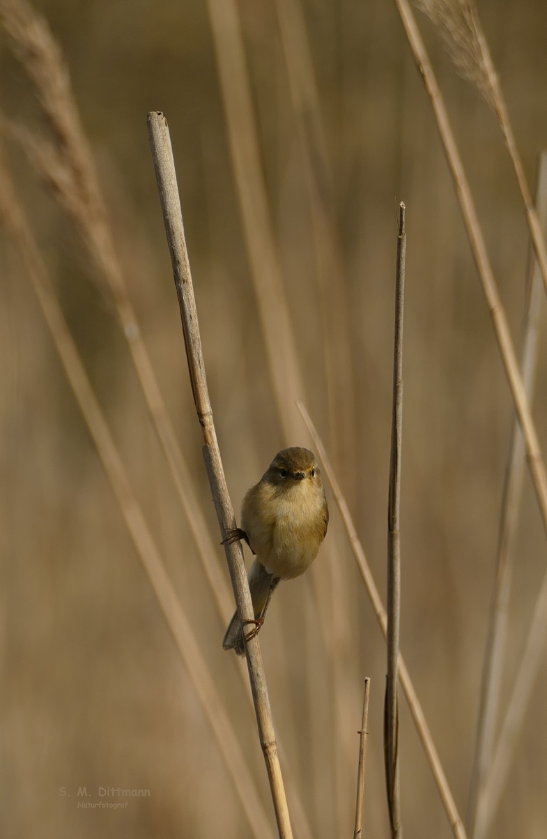 Im Schilf