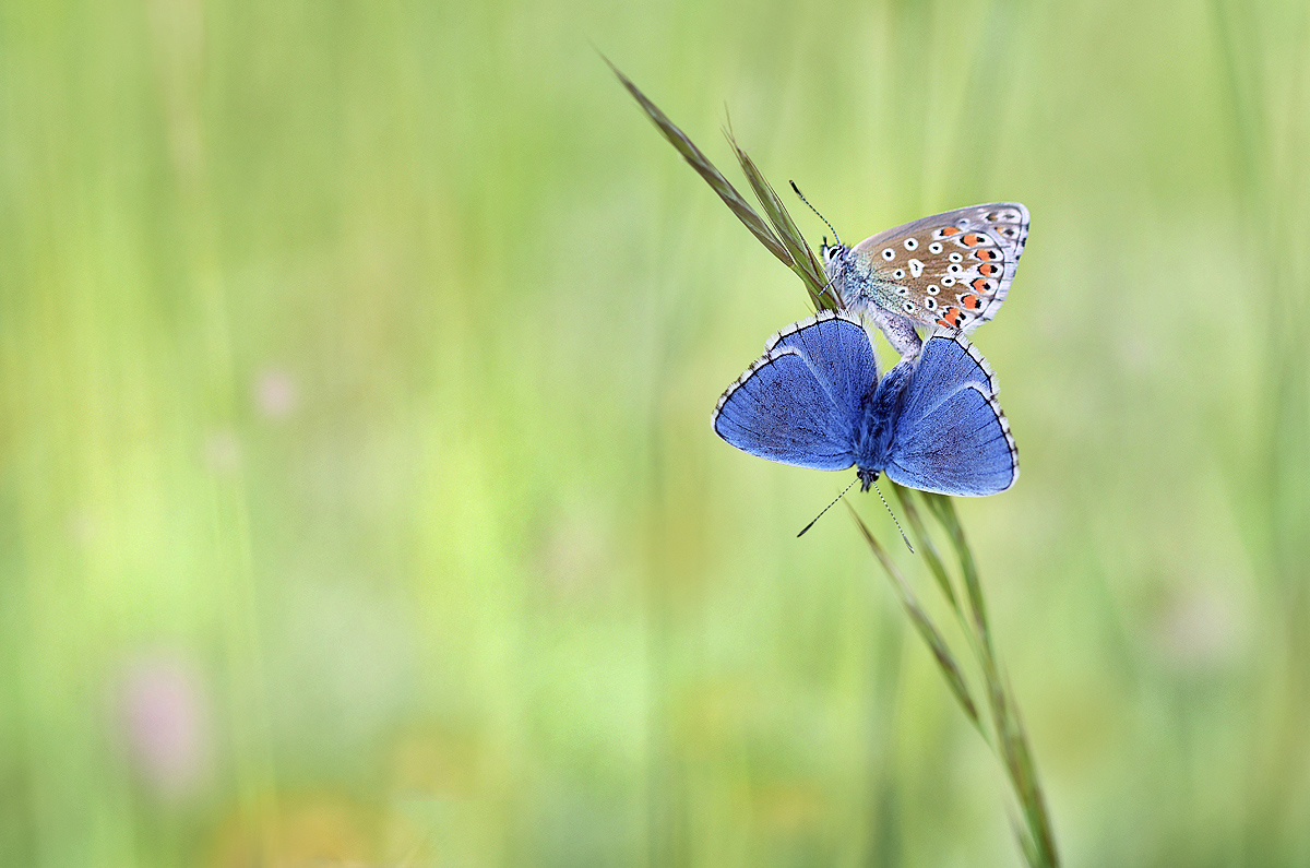 Der Nachwuchs ist gesichert ...,