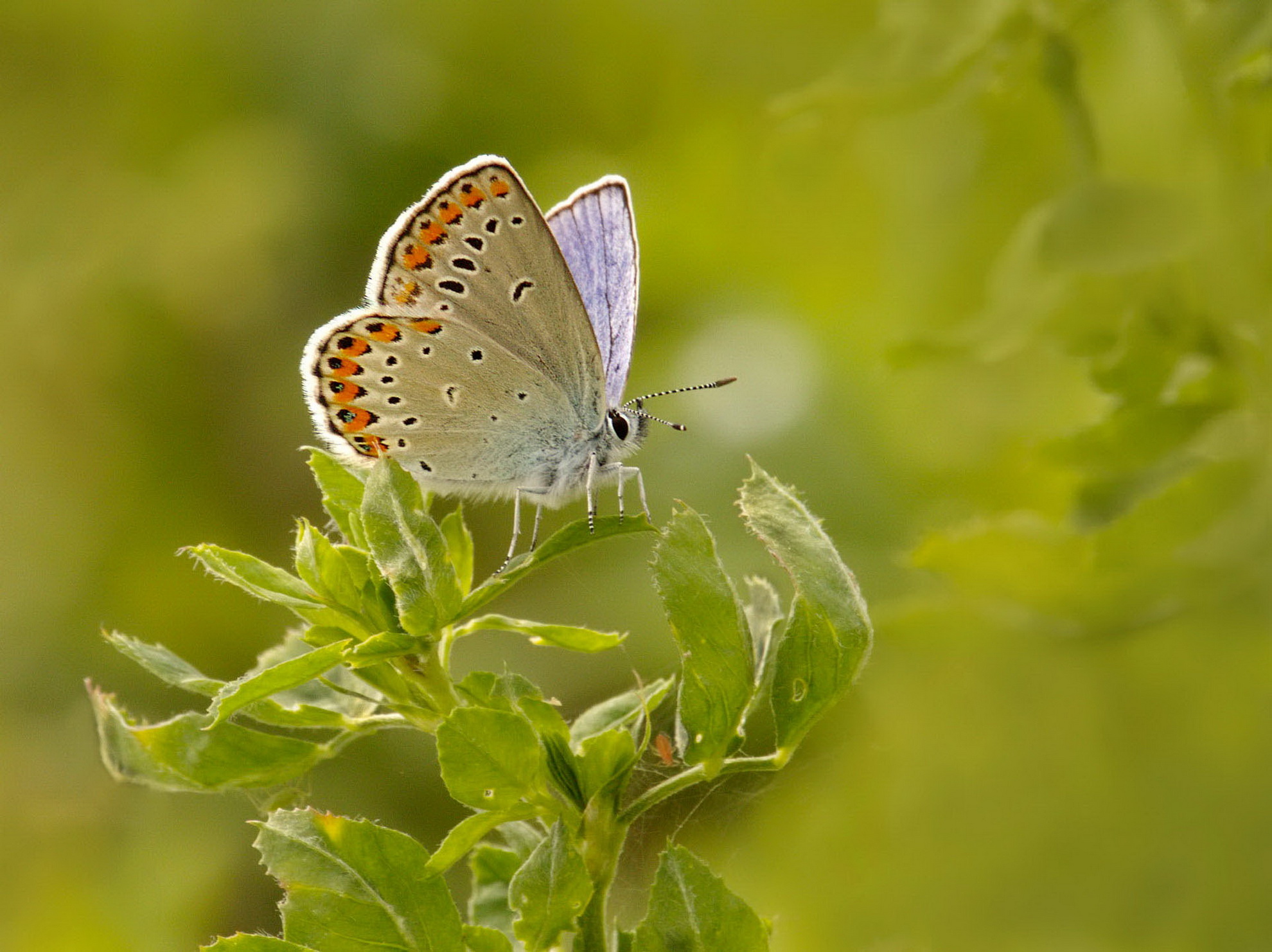 In der Wiese gelandet