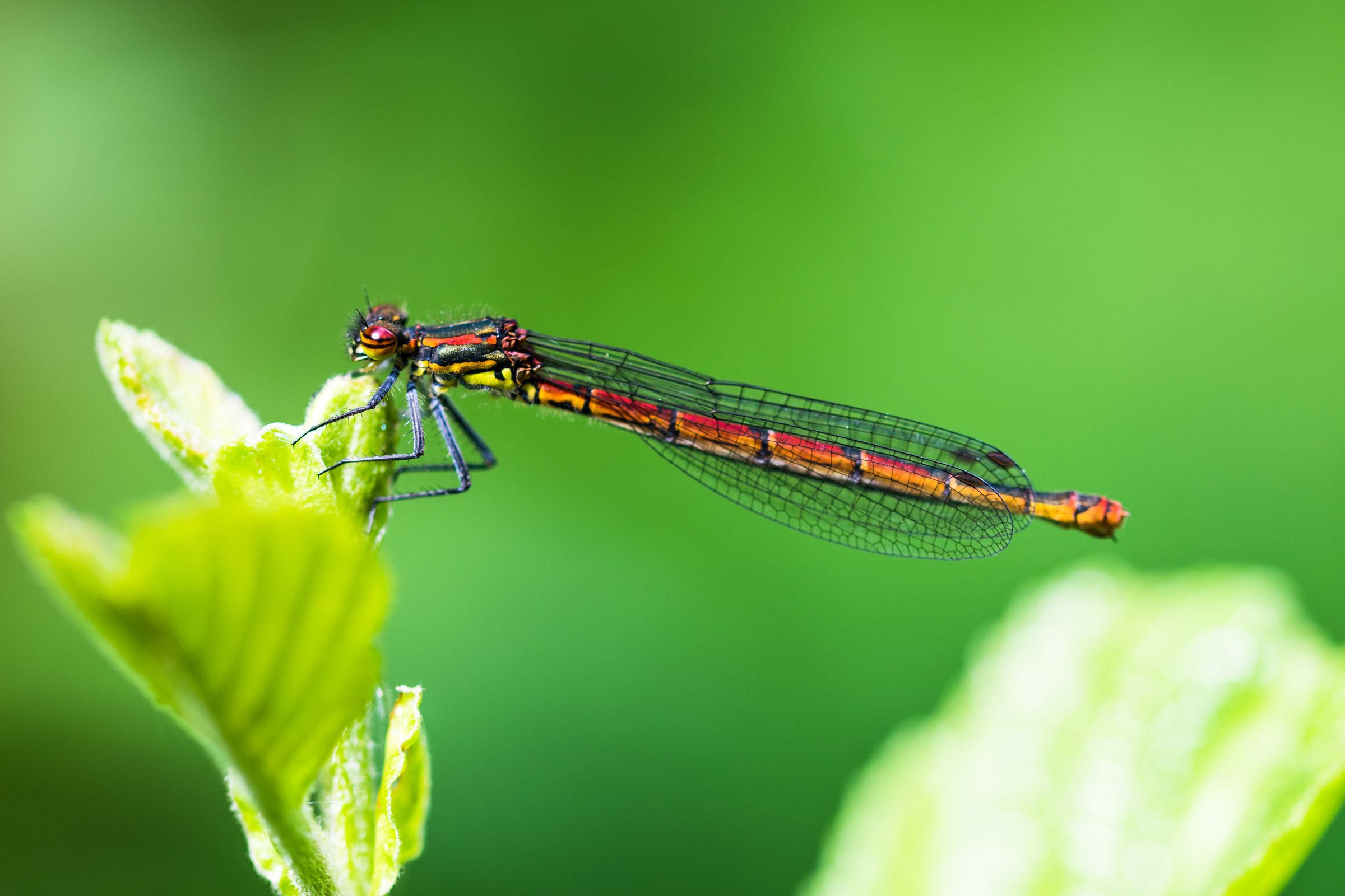 Frühe Adonislibelle