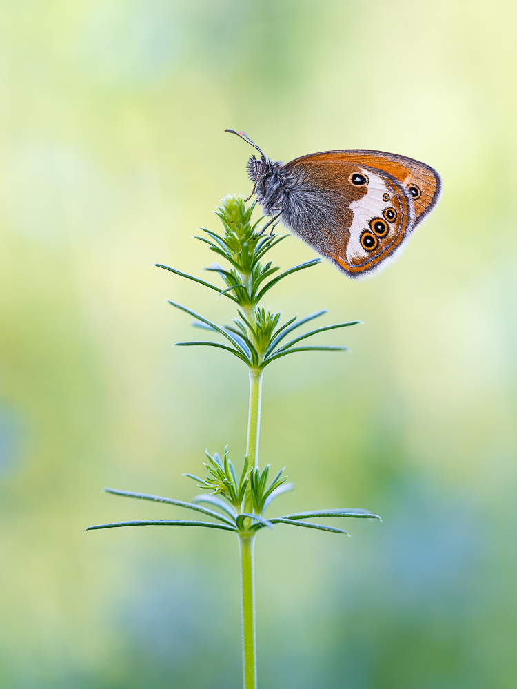 Coenonympha arcania