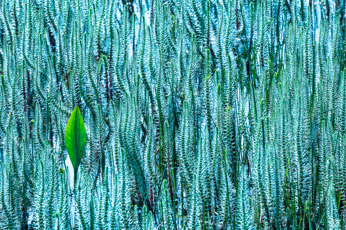 Abstraktes aus der Salzwiese...