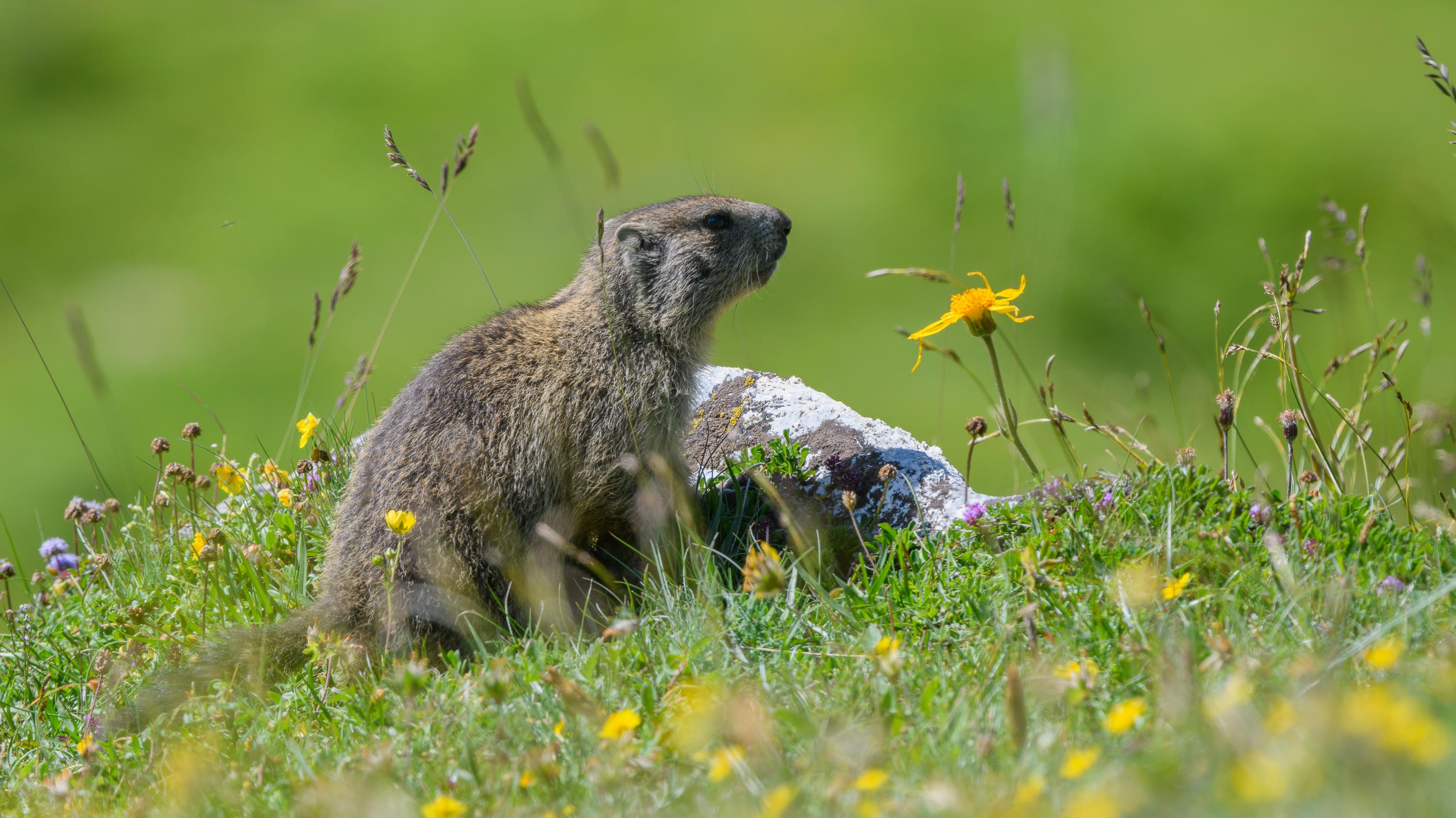 Murmel checkt die Lage