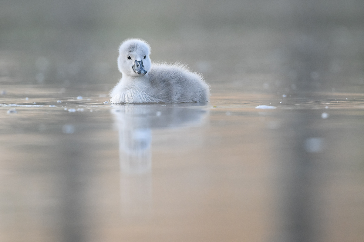 Neuer Erdenbürger - HERZLICHE GLÜCKWÜNSCHE zur Geburt!!
