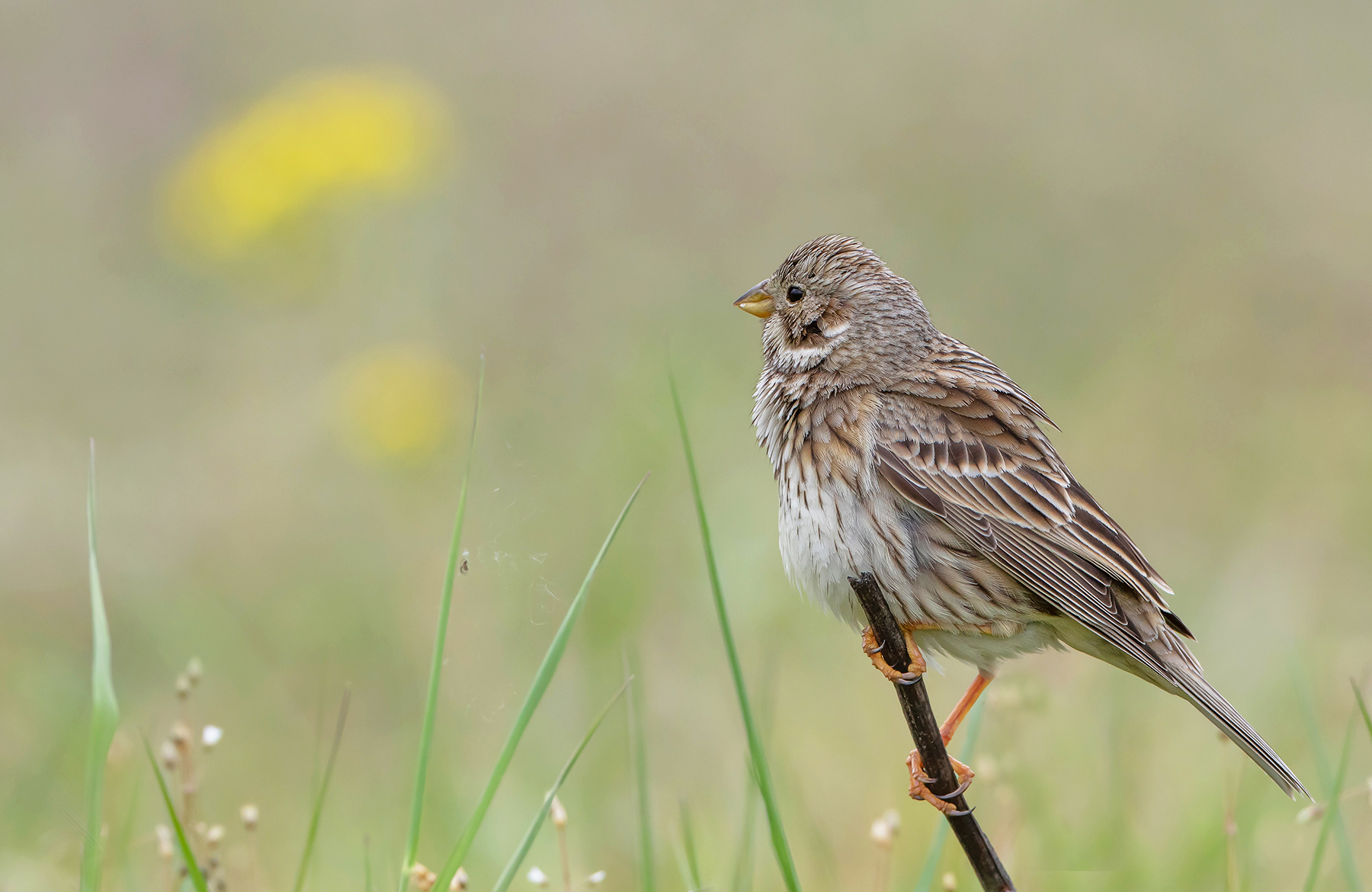 Emberiza Calandra