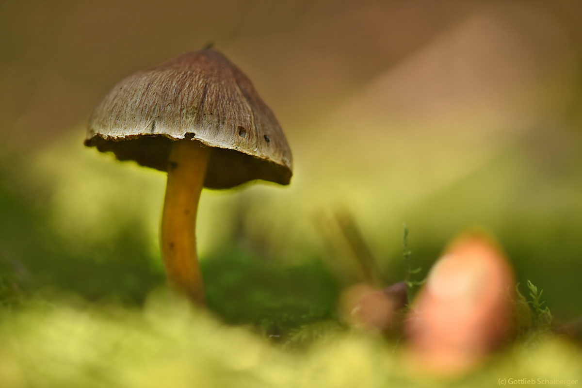 Mein Hut, der hat drei Löcher....