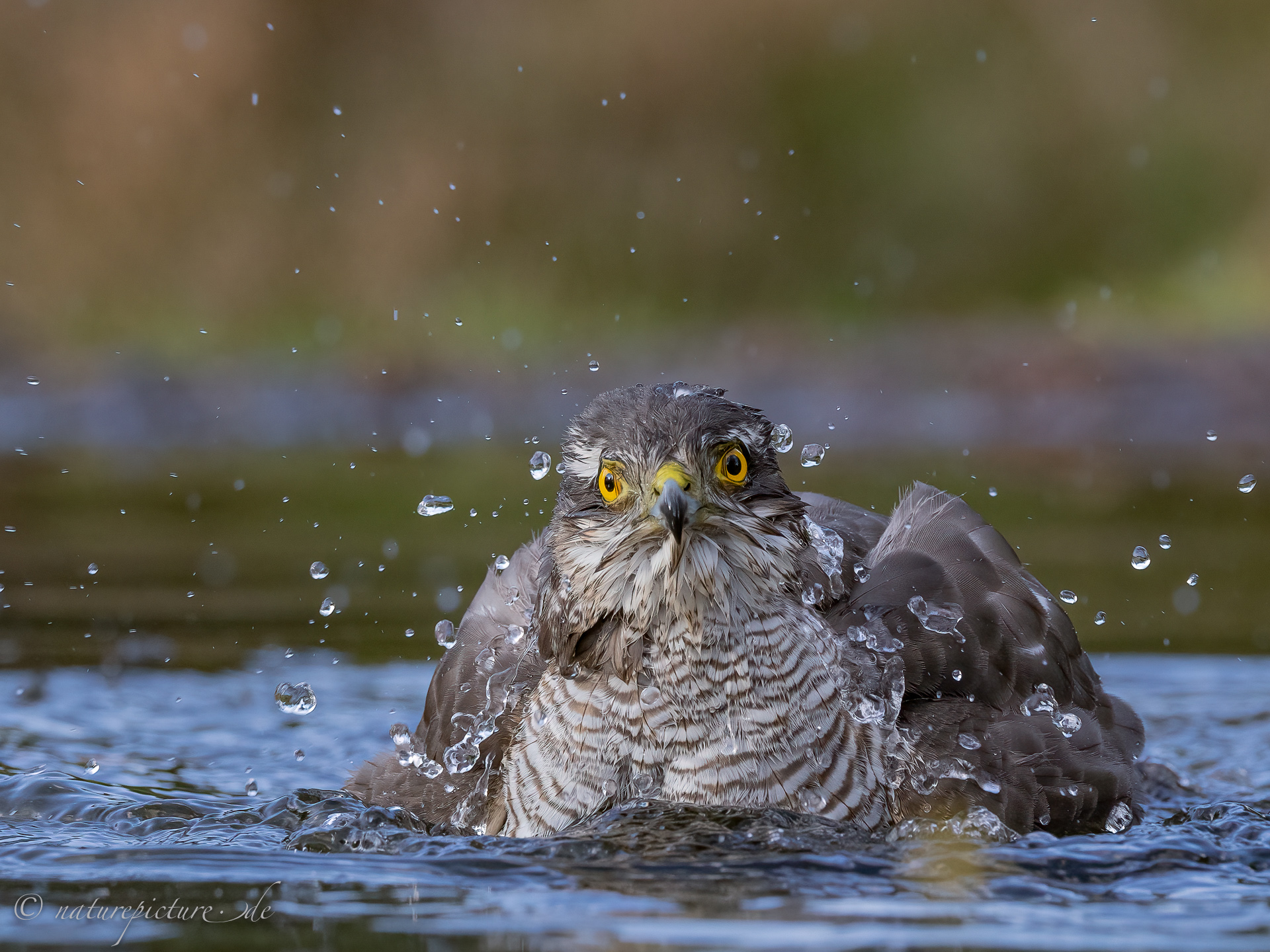 Ein Intensiver Blick