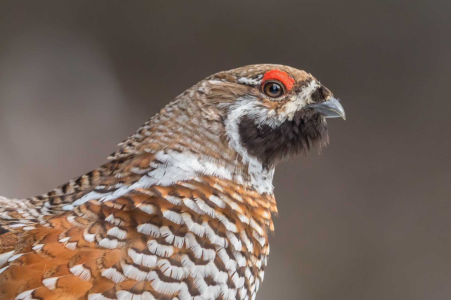 Ein seltenes Portrait