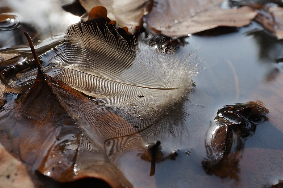 Federchen mit Besuch