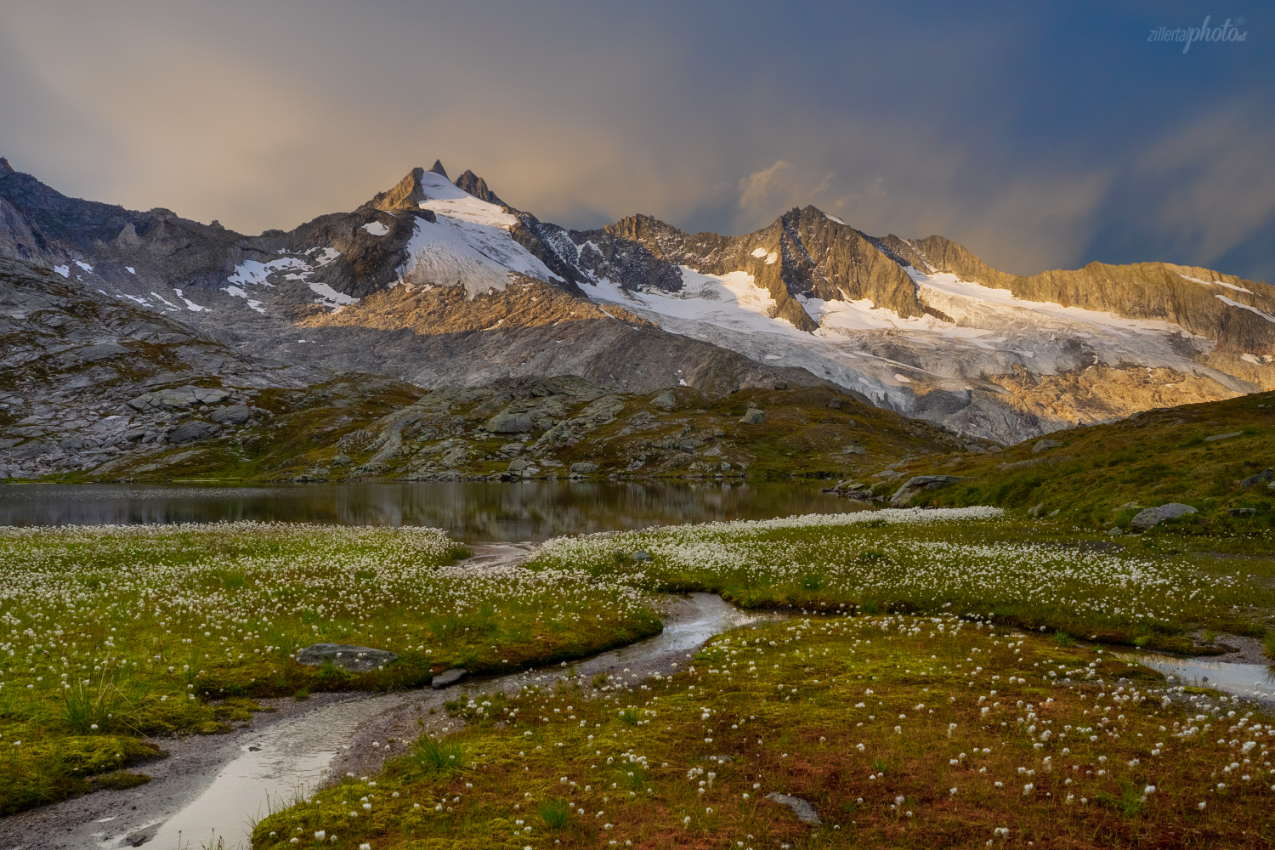 Wollgraswiese .......