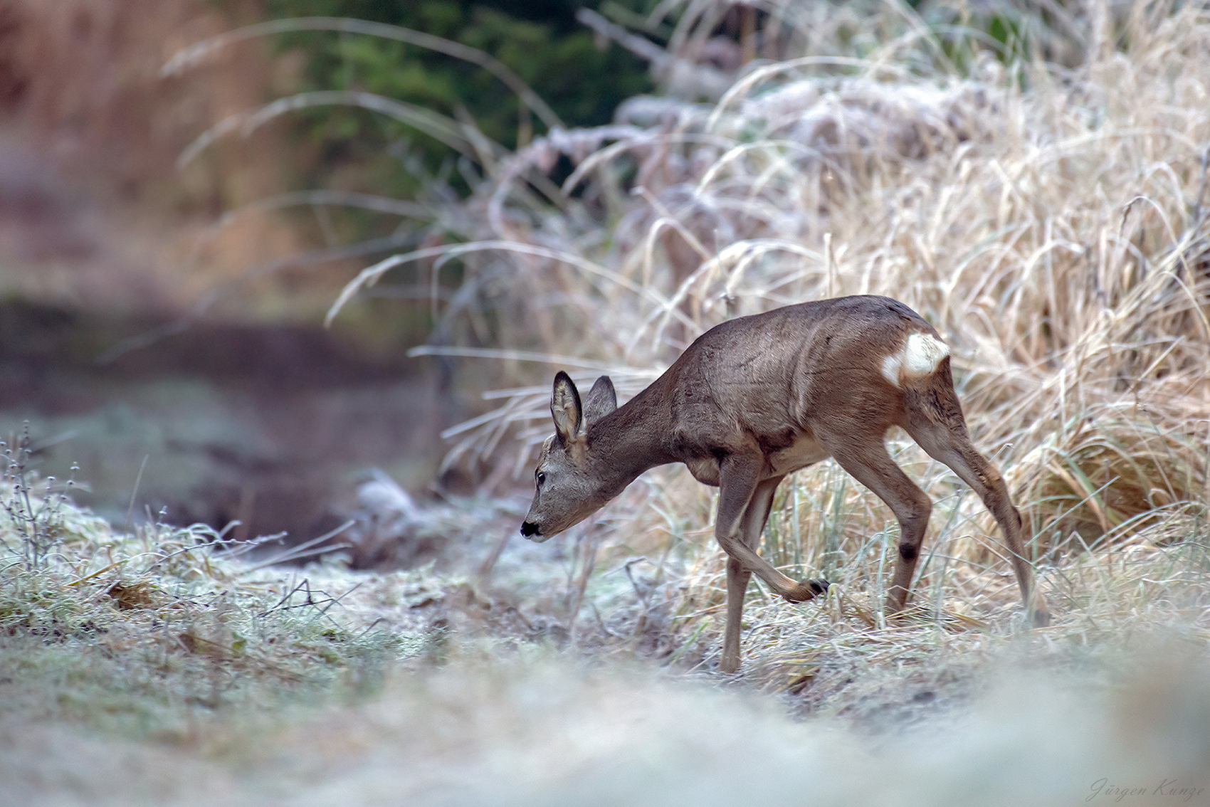 Erster Reif im Märchenwald