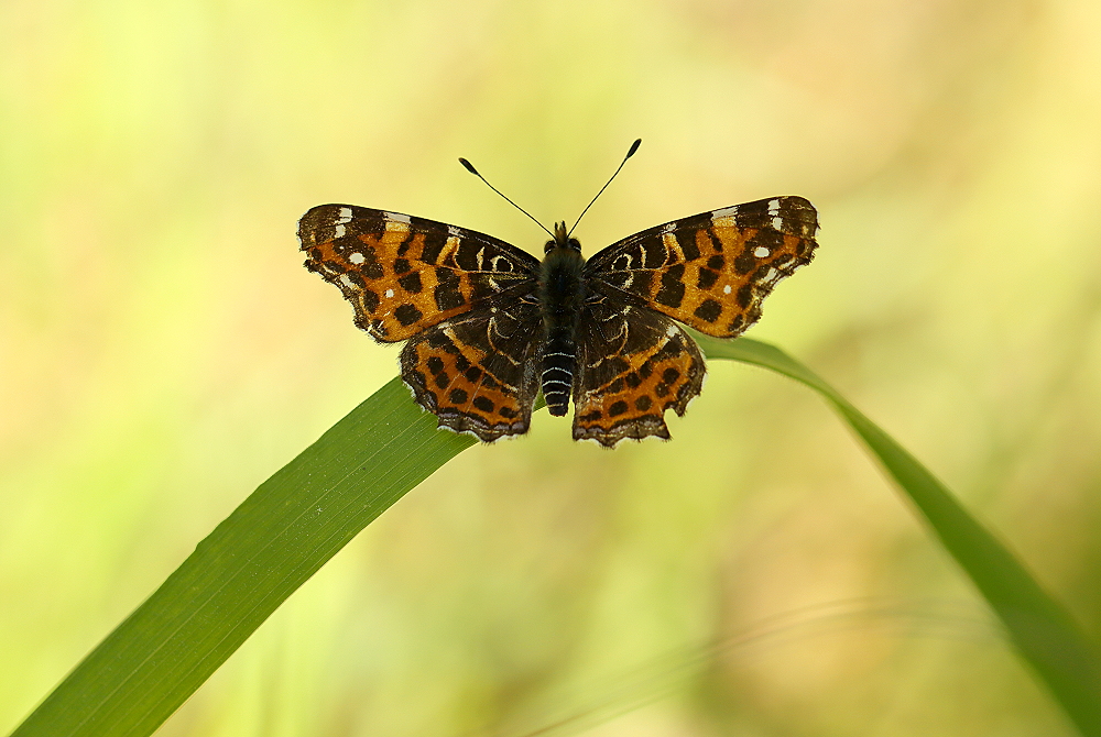 Landkärtchen im Frühling