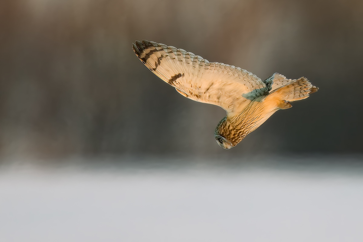 Zum in den H... beißen