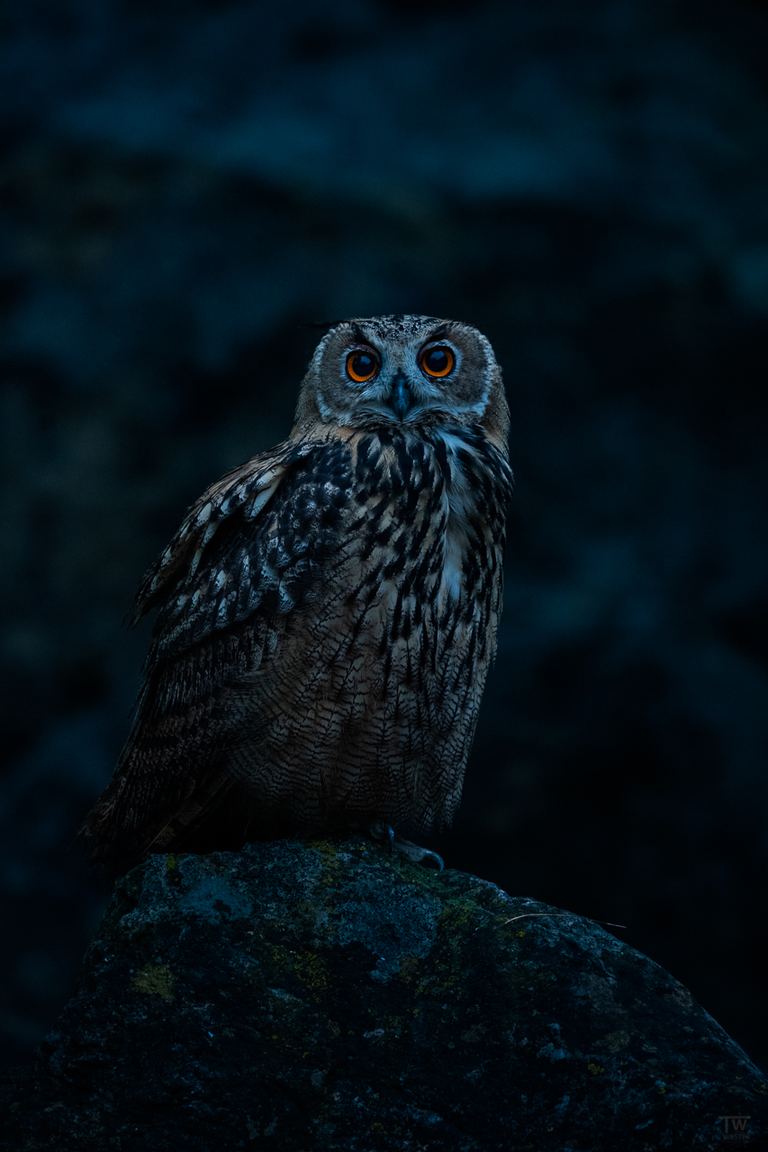 Schau mir in die Augen