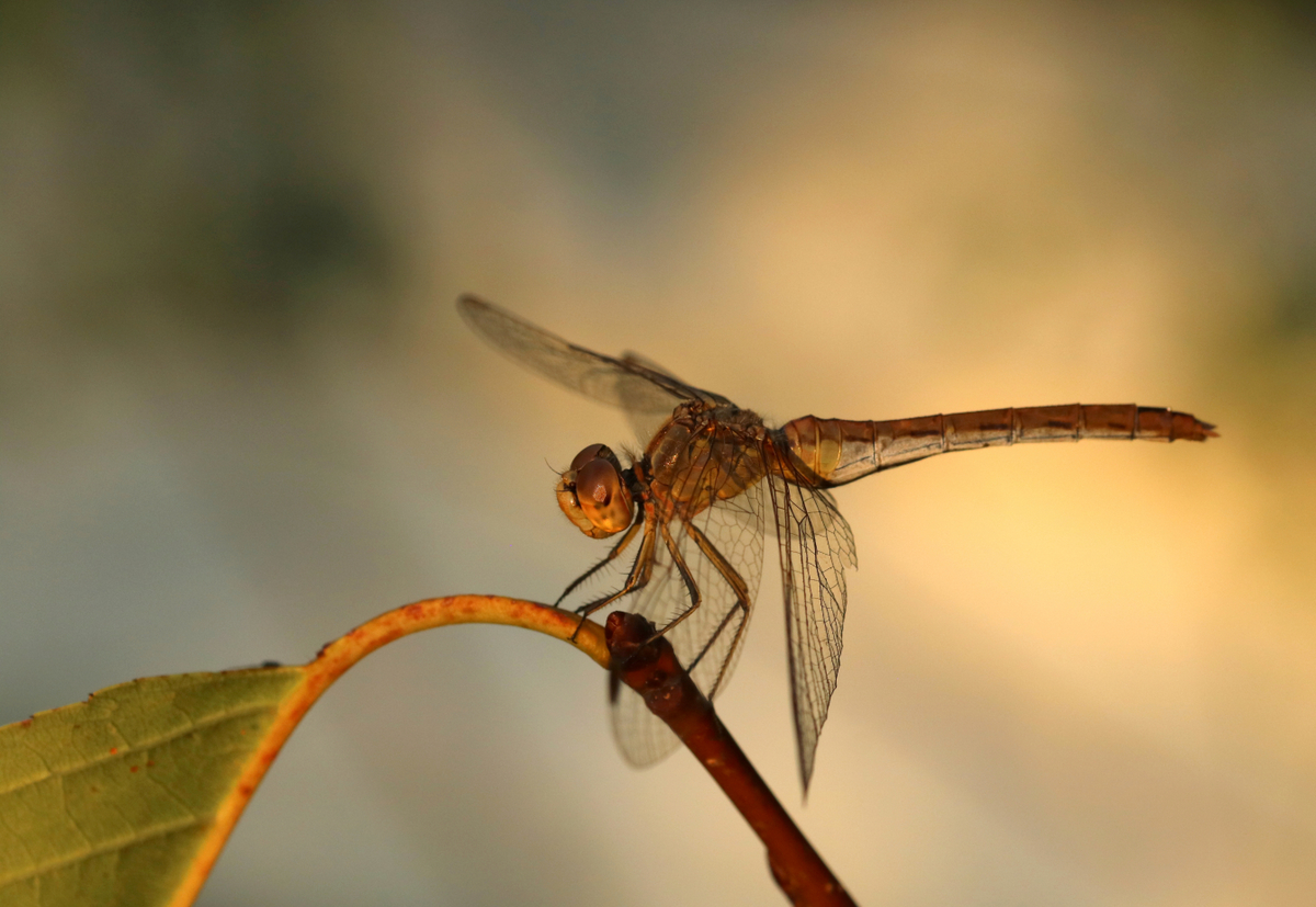 Südliche Heidelibelle