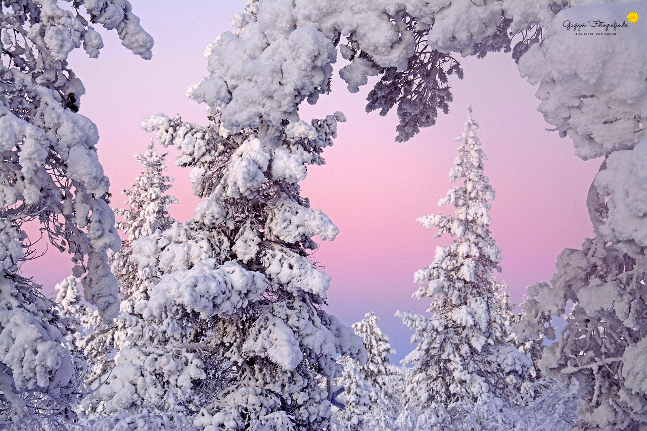 Zauber der Polarnacht