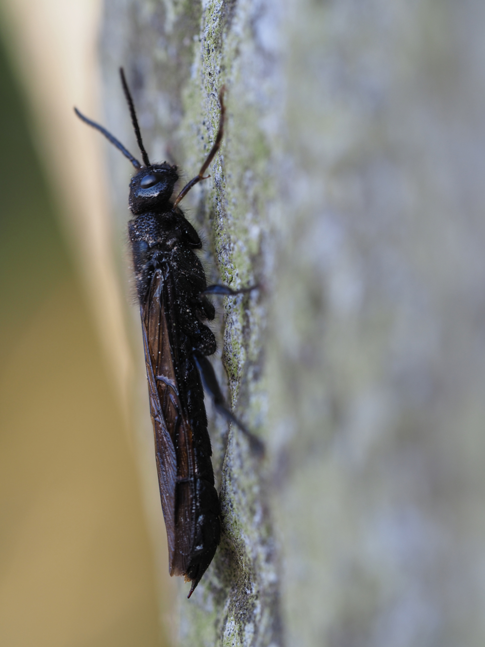 Holzwespe (tremex magus)