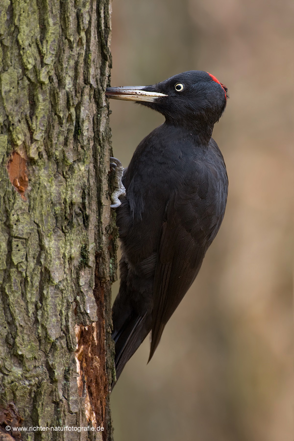 Schwarzspecht