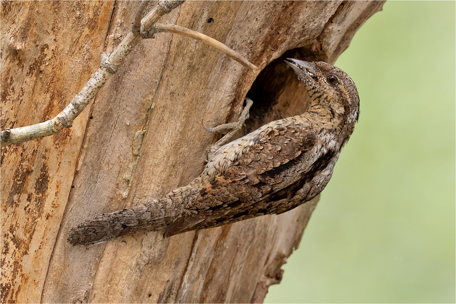 „Mit vollem Schnabel“