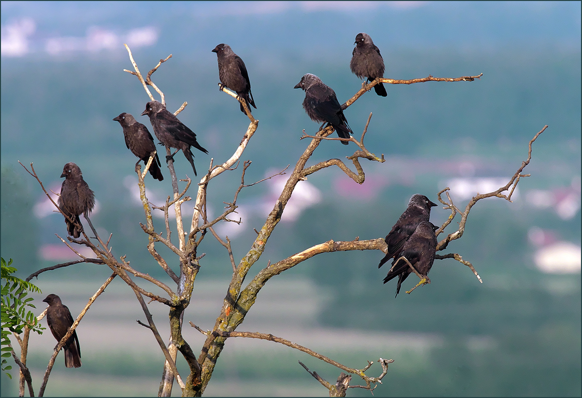 *dunkler Baumschmuck*