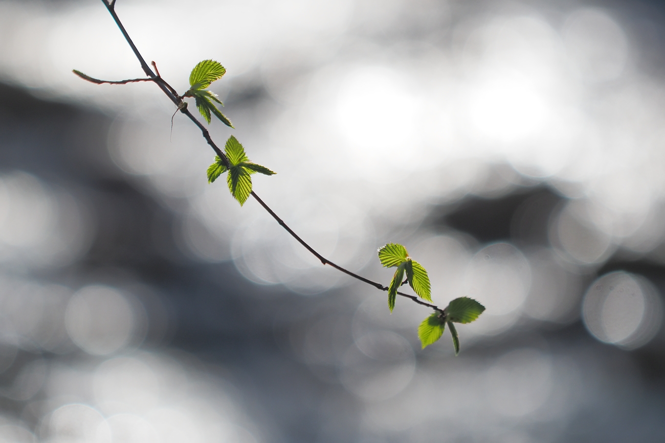 Frühlingsgrün am Bachufer