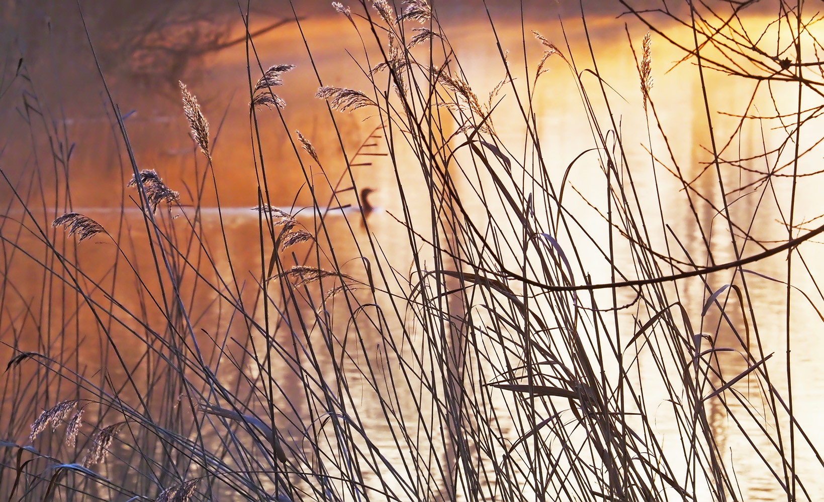 Gräser...und ein Vogel :-)