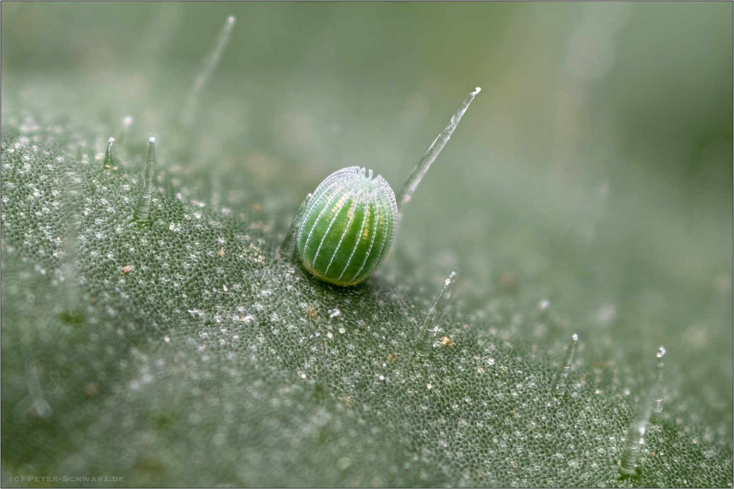 Ei vom Distelfalter
