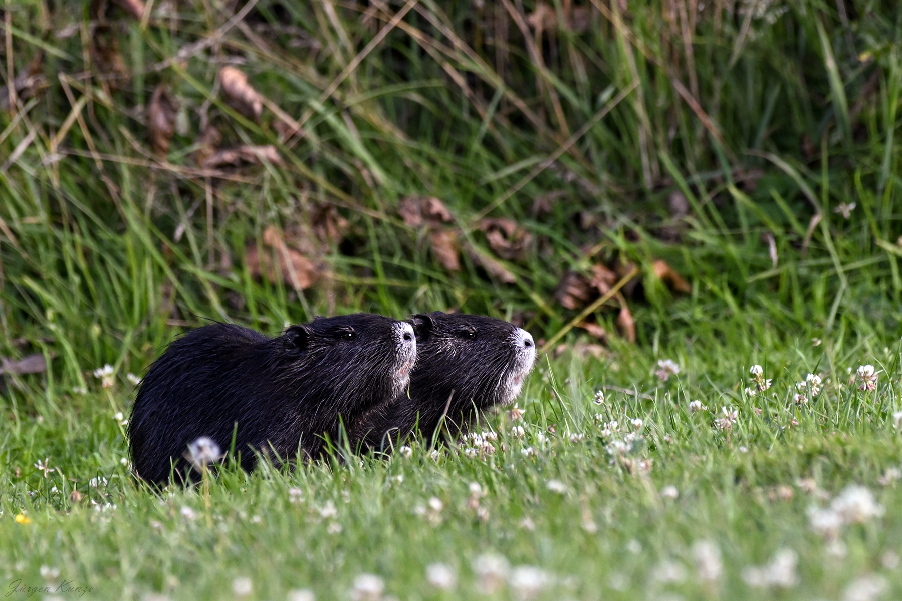 2x Schwarz mit Weiß