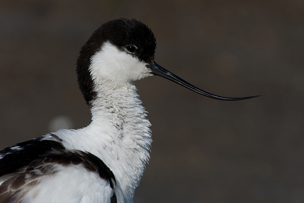 Säbelschnäbler Portrait