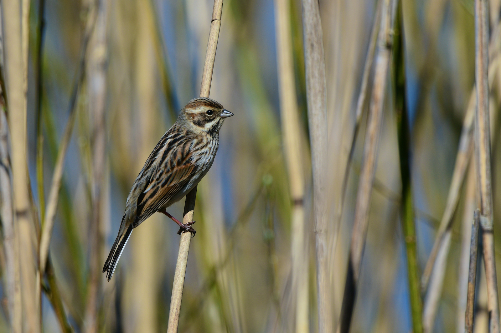 "Schlichte Schönheit"