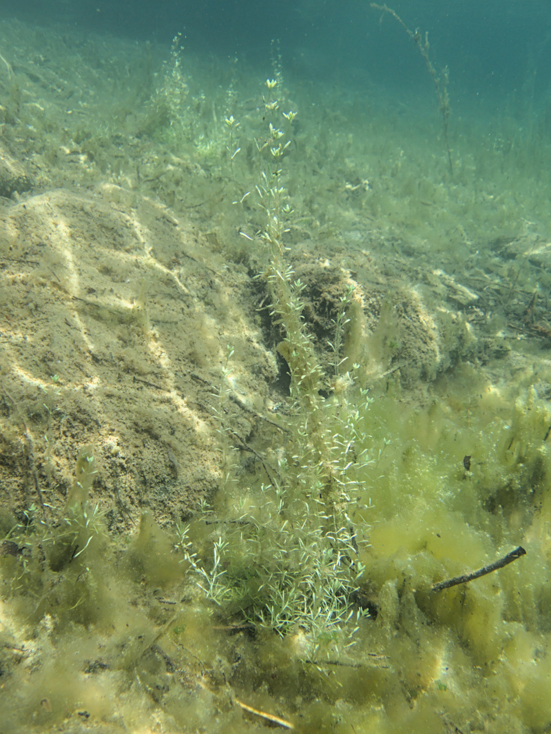 Nicht bestimmte Pflanze