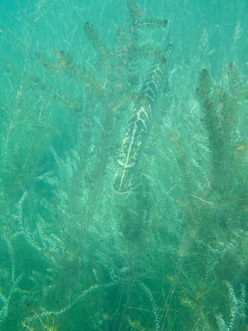 <br />Hecht mit Wasserpest