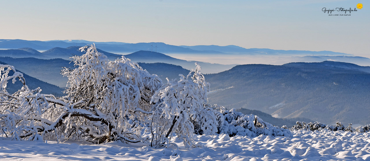 Schwarzwaldblick