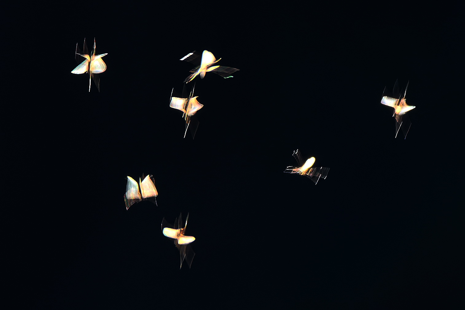 Tanz der Wintermücken