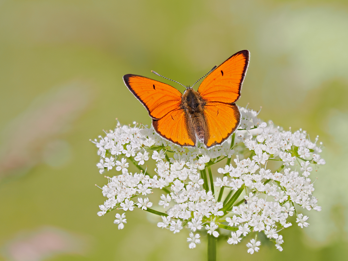 Den großen Feuerfalter