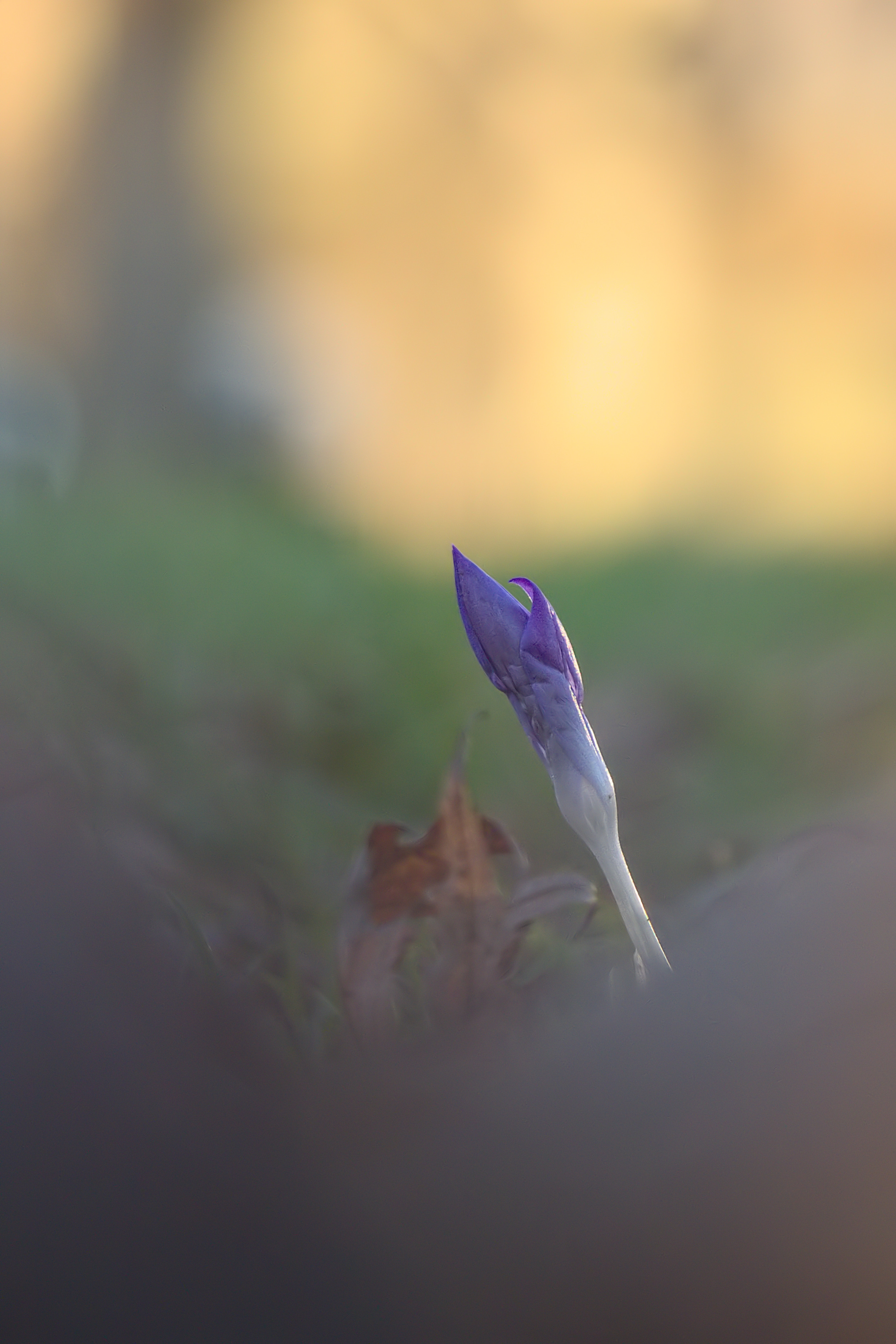 Der Sonne entgegen...