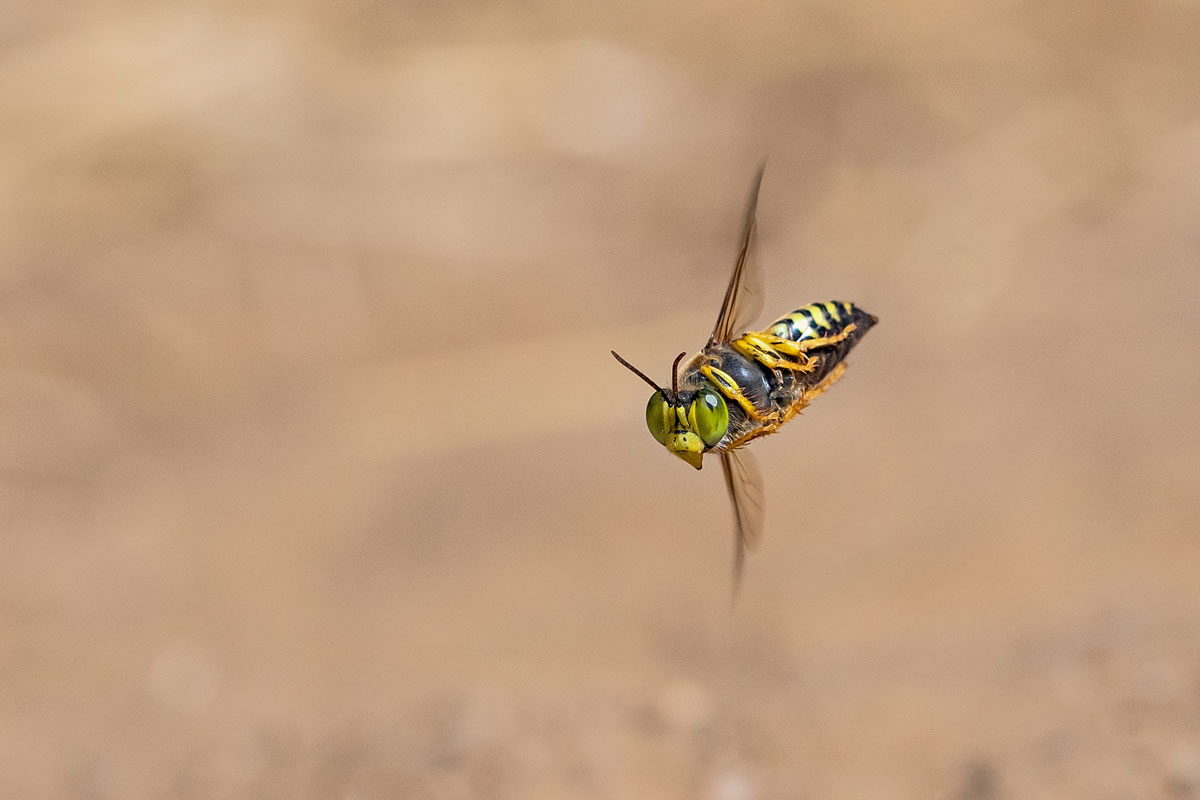 Geschnäbelte Kreiselwespe 2