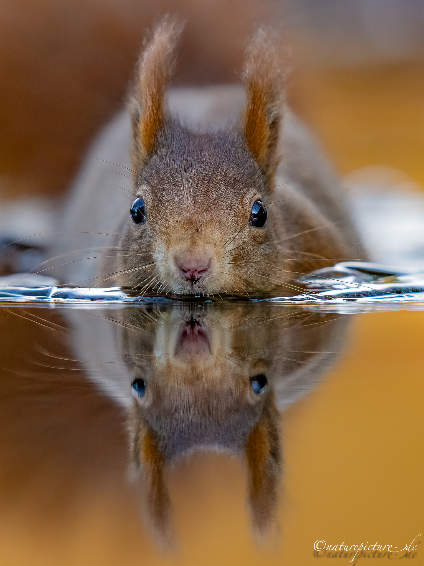 Im güldenen Spiegel