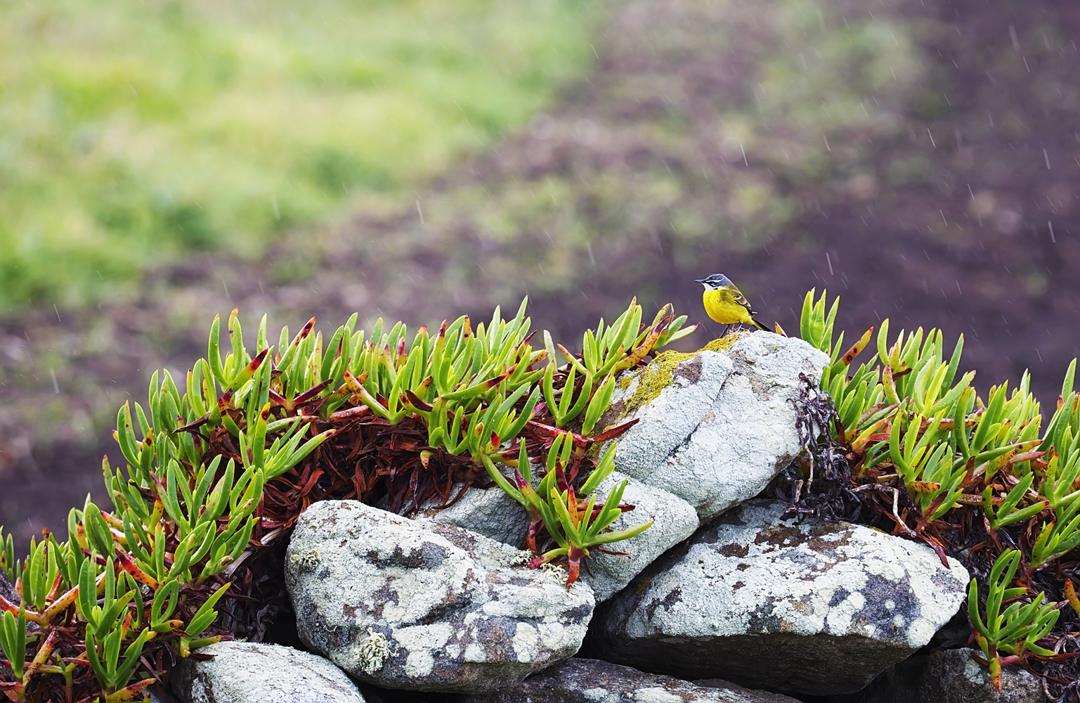 Klein und gelb im Habitat mit Regen.